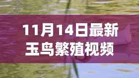探寻最新玉鸟繁殖视频背后的故事与意义,玉鸟新语揭秘繁殖之旅(11月最新)