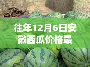 安徽西瓜市场温情故事,友情与季节的交织,瓜田里的日常行情回顾