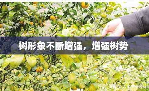 树形象不断增强,增强树势