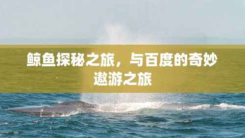 鲸鱼探秘之旅,与百度的奇妙遨游之旅