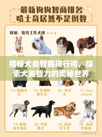 揭秘犬类智商排行榜，探索犬类智力的奥秘世界！