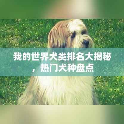 我的世界犬类排名大揭秘,热门犬种盘点