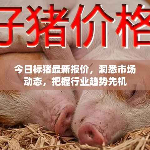 今日标猪最新报价,洞悉市场动态,把握行业趋势先机