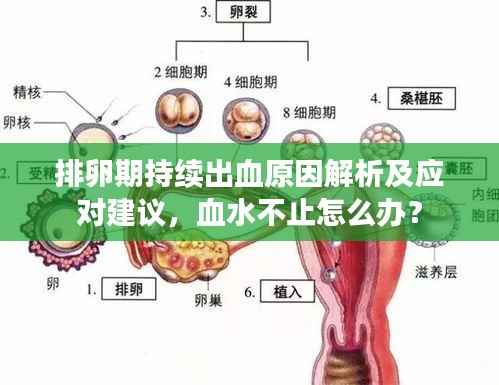 排卵期持续出血原因解析及应对建议,血水不止怎么办?