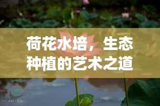 荷花水培，生态种植的艺术之道，荷花枝头不断生长