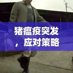 猪瘟疫突发,应对策略与防范措施全解析